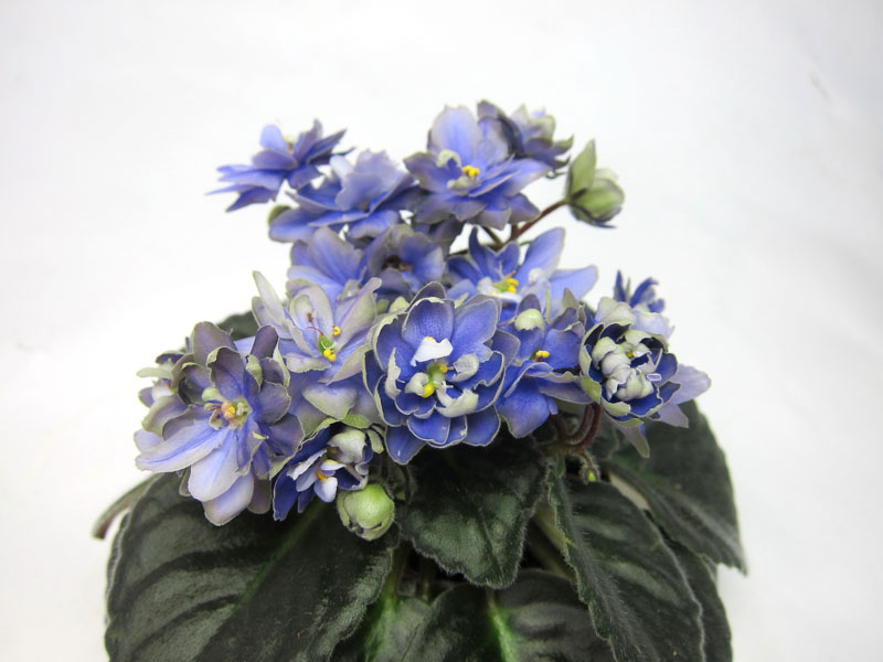 Н-Адам.jpg
