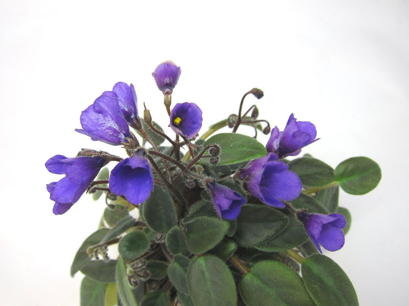 Vallarta Campanas Moradas.jpg