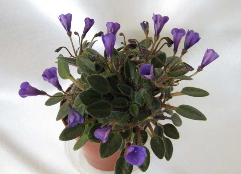 Vallarta Campanas Moradas.JPG