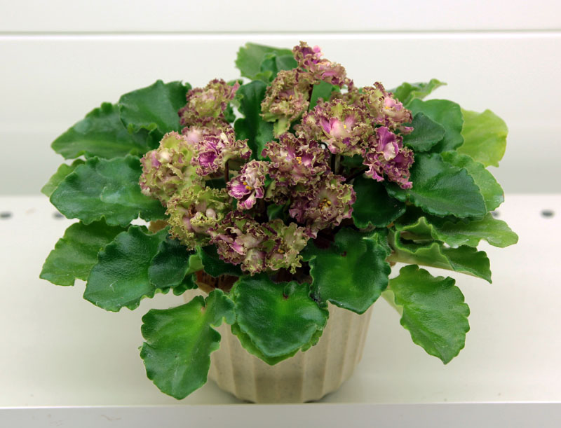 Allegro Pink Pistachio
