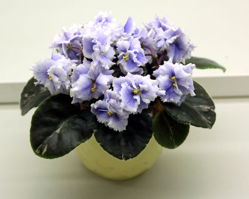 Shirl's Ruffled Petticoat
