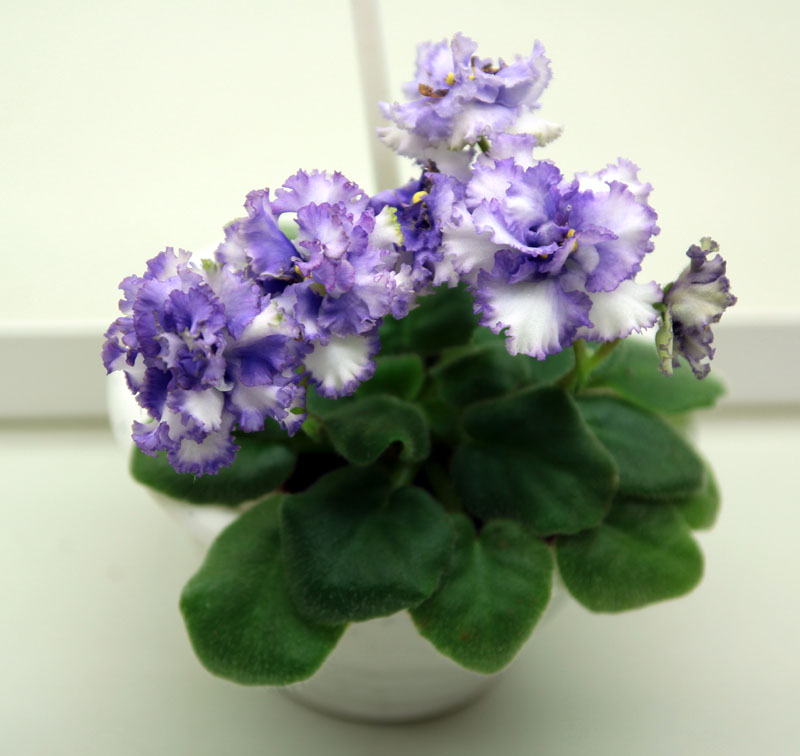 Rob's Ooh Lala