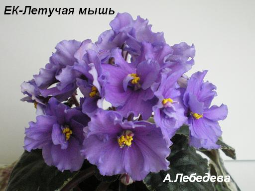 ЕК-Летучая мышь 24.04.09 (22) 20-20 текст.JPG