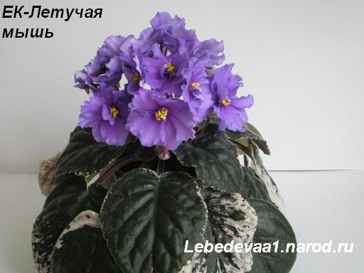 ЕК-Летучая мышь 24.04.09 (24) 20-20 розетка текст.JPG