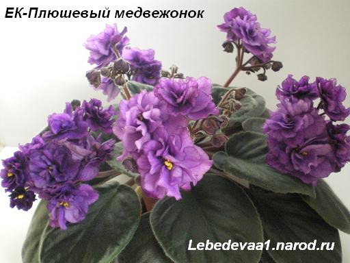 ЕК-Плюшевый медвежонок 22.04.09 (4) 20-20 2 текст.JPG