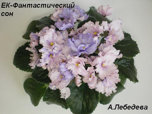 ЕК-Фантастический сон 26.04.09 (12) 20-20 2 текст.JPG