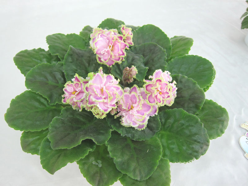 Зима Улыбается (Макуни). Колл.М.Тюрина.JPG