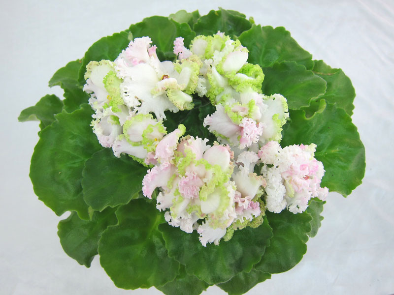 ЛЕ-Денди (Е.Лебецкая). Колл. М.Карпова.JPG