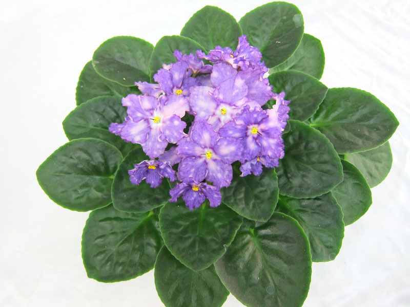 ЛЕ-Рождение Галактики (Е.Лебецкая). Колл.М.Тюрина.JPG