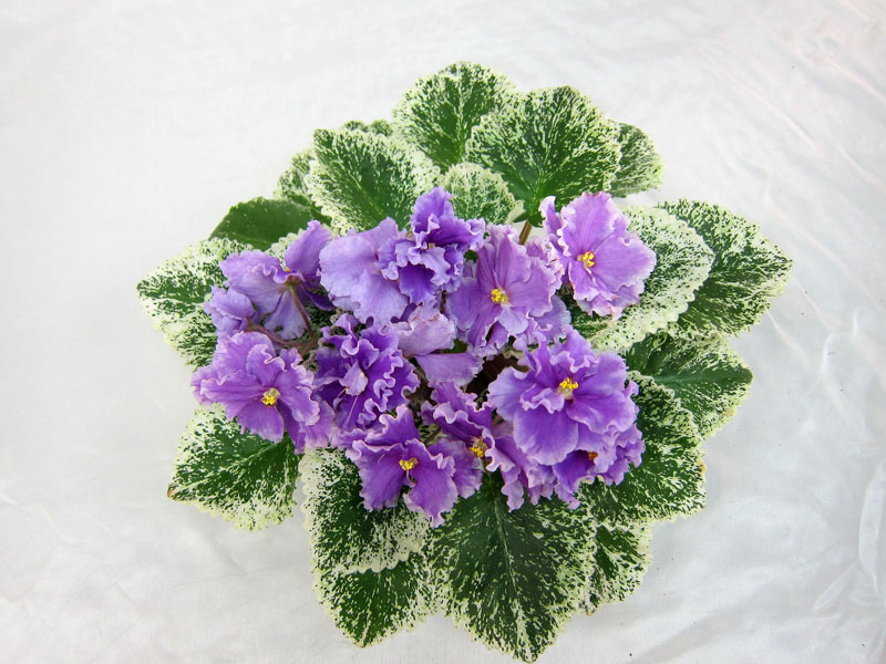 ЛЕ-Грёзы Султана (Е.Лебецкая). Колл.М.Тюрина.JPG