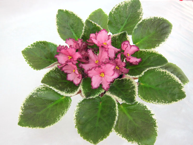 Cranberry Crush (P.Sorano LLG). Колл.Т.Кузина.JPG