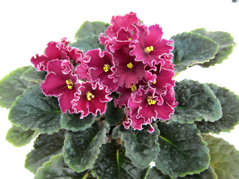Lyon's Red Rocket (P.Sorano LLG). Колл.И.Данилина.JPG