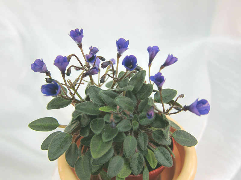 Vallarta Campanas Moradas (G.Beck). Колл.М.Нестерова.JPG