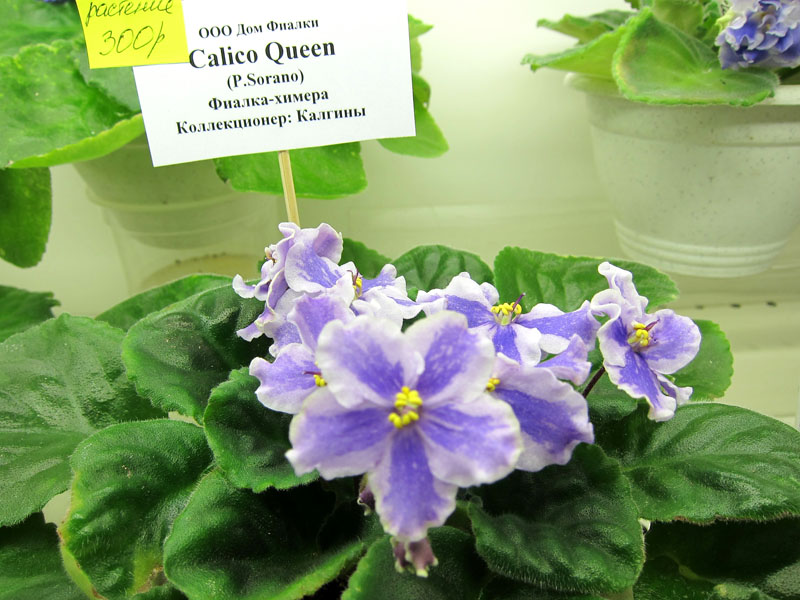 Калгины химера Calico Queen.JPG