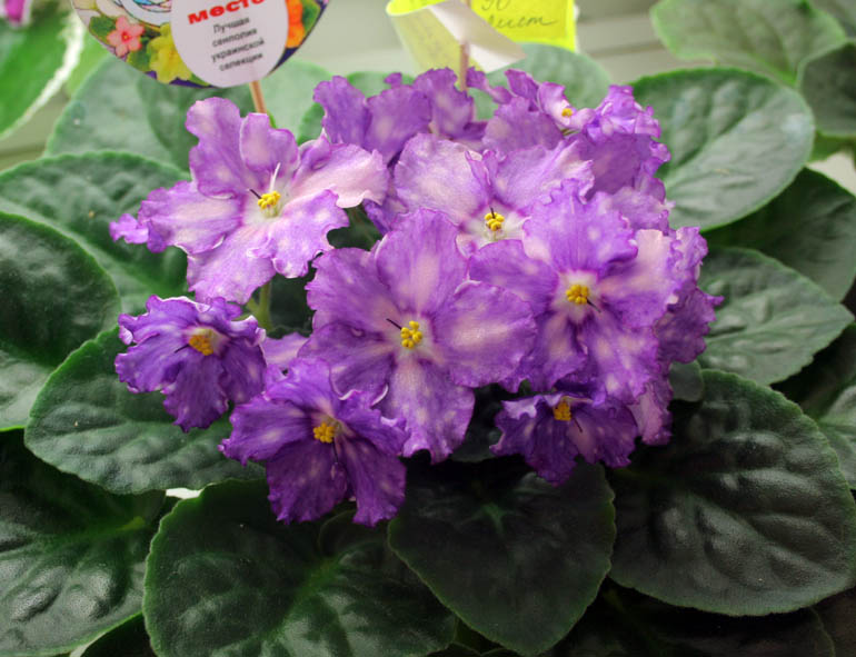 ЛЕ-Рождение Галактики
