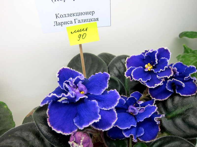 Галицкая ЕК-Роза Арктики.JPG