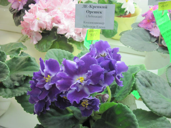 IMG_5445.jpg