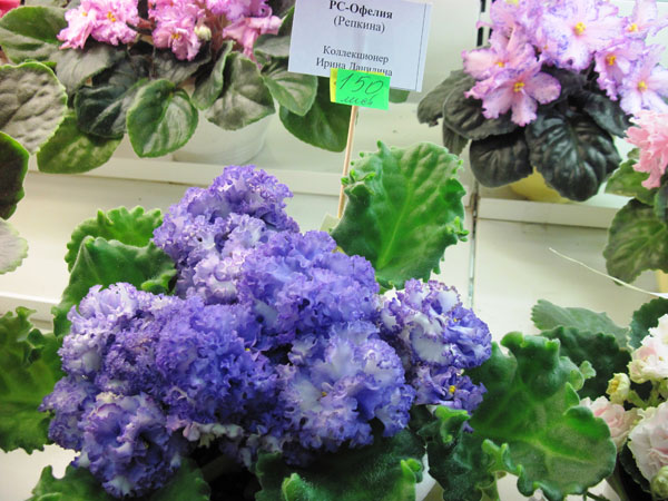 IMG_5455.jpg