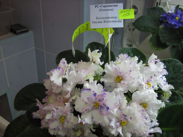 IMG_5461.jpg