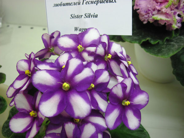 IMG_5407.jpg