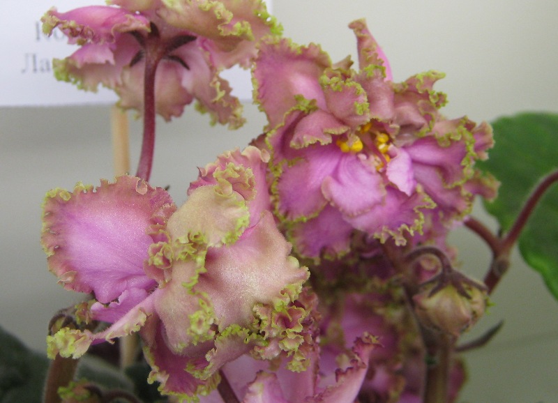Галицкая Island Rose.JPG