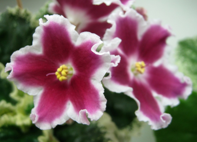 Федорова ЛЕ-Карусель.JPG
