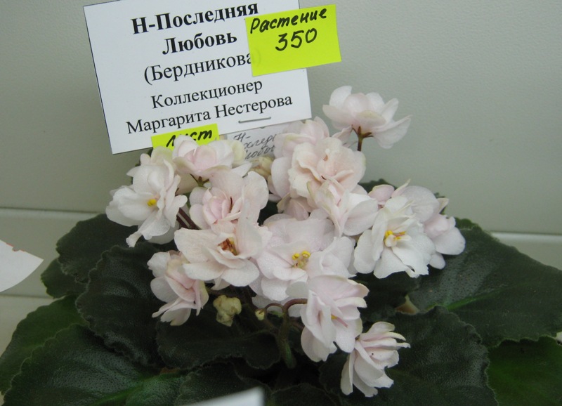 IMG_3503.JPG