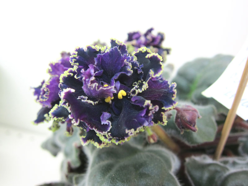 Карпова Purple Passion.JPG
