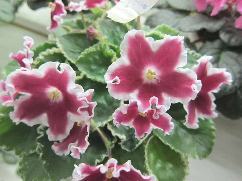 Карпова ЛЕ-Карусель.JPG