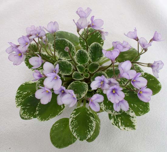 Sky Bells 4.jpg