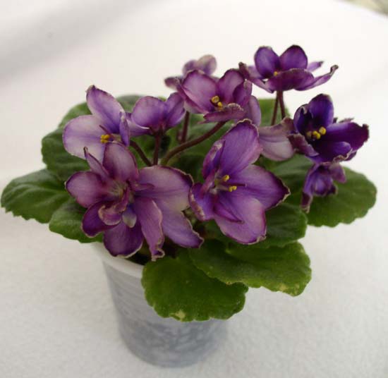 Morgan's Heliotrope Fairy 2.jpg