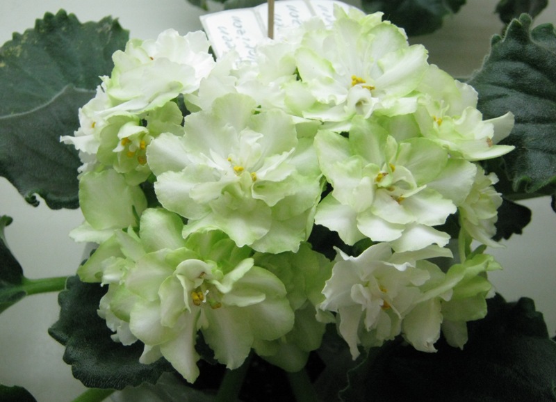 Копейкина Green Horizon.JPG