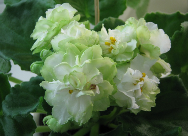 Трофимова Spring Rose.JPG