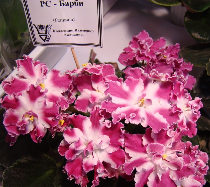 DSC06838.JPG