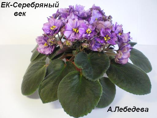 ЕК-Серебряный век 28.04.09 (4) 20-20 текст.JPG