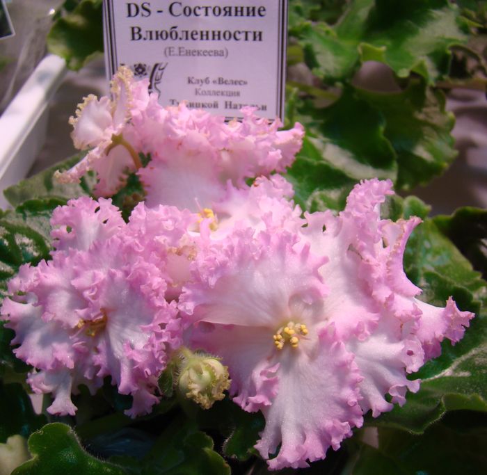 DSC06855.JPG
