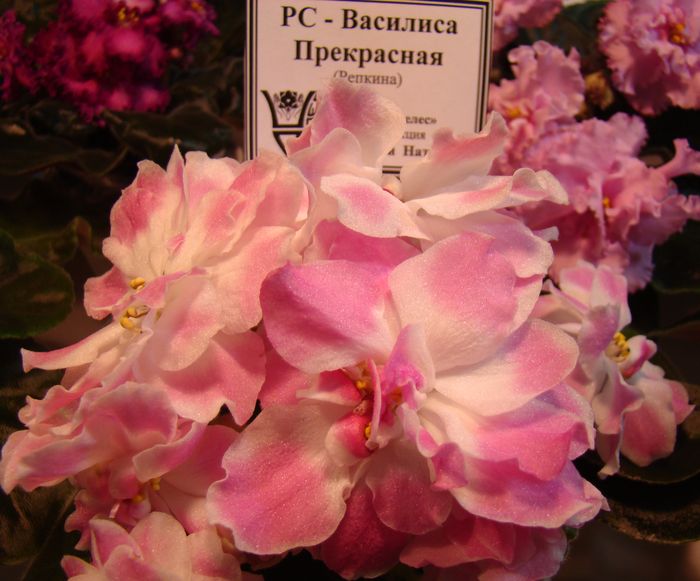 DSC06859.JPG