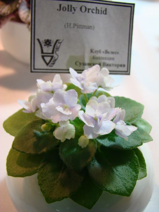 DSC06884.JPG