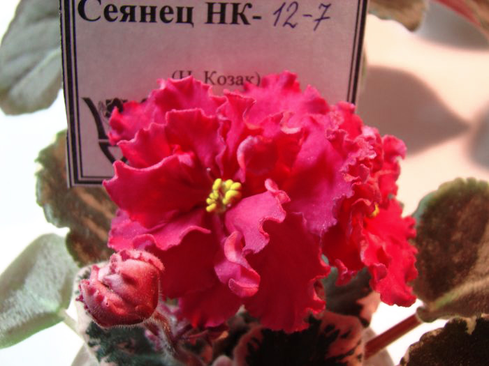 DSC06888 копия.jpg