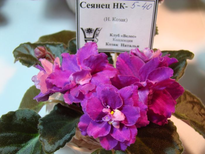 DSC06889.JPG