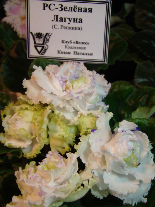 DSC06910.JPG