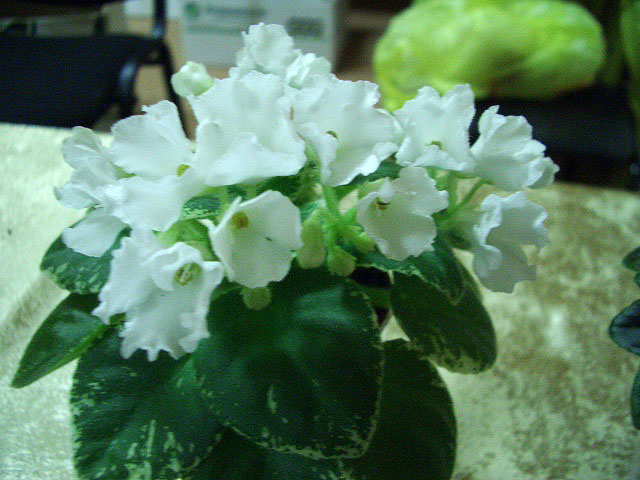 CIMG0027.JPG