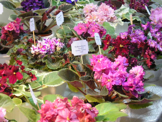 P1010020.JPG
