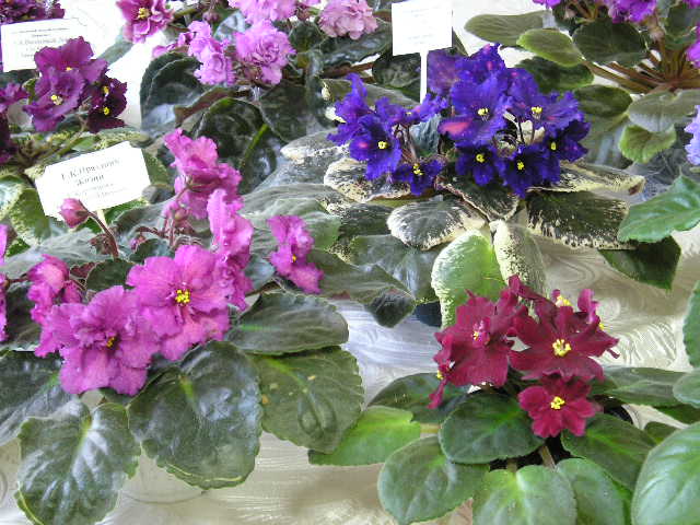 P1010035.JPG