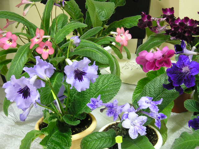 P1010033.JPG