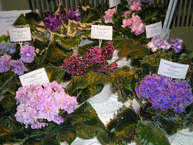 P1010043.JPG