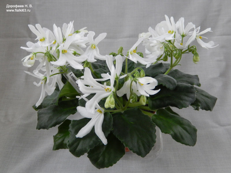 Lunar Lily White