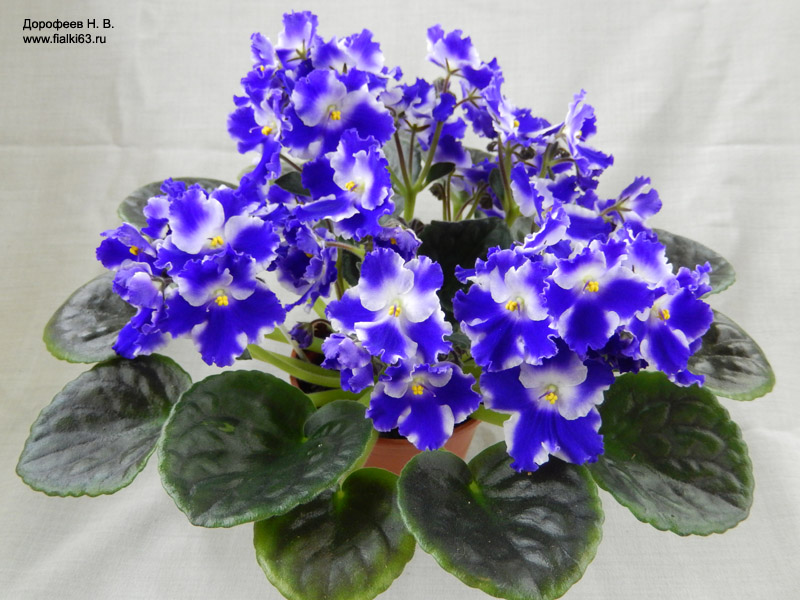 Optimara Ultra Violet