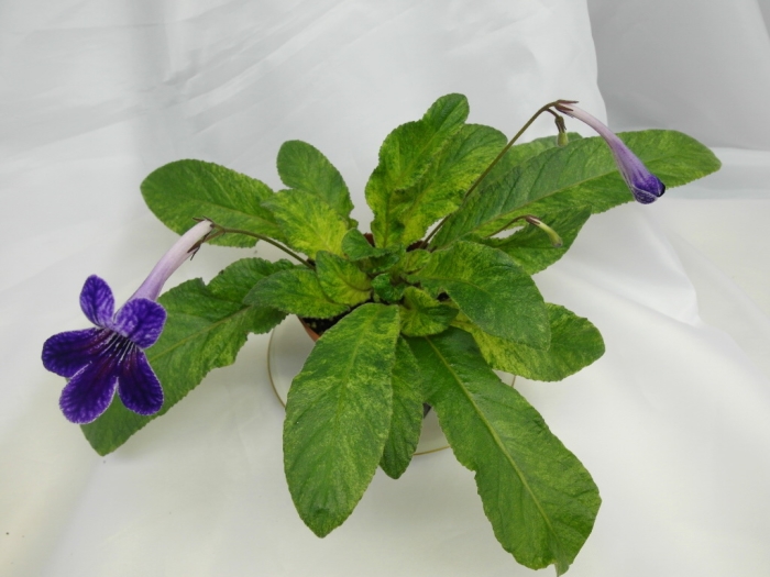 Dale's Polar Midnight  (D. Martens)