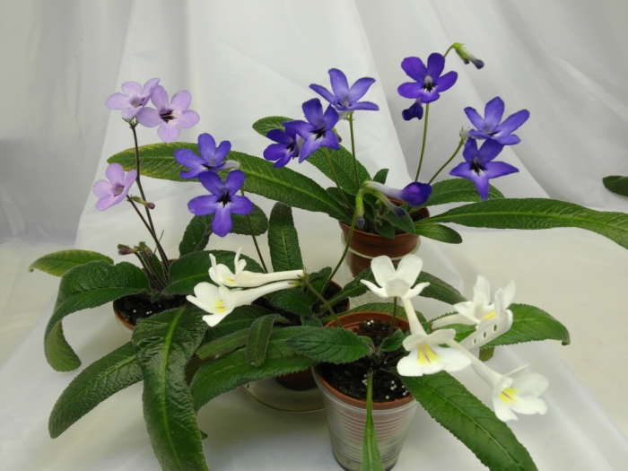 SAM_4293.JPG
